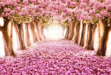 CSFOTO 14x10ft Blossom Cherry Backdrop Romantic Pink Cherry Tunnel Wedding Background Valentine's Day Backdrop Bridal Shower Decor Baby Shower Banner Wedding Party Supplies