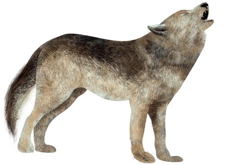 Wolf & Hare Black Leather Phone Wallet Purse for iPhone 11 - Luxury Crossbody Phone Wallet Folio - iPhone Wallet Purse with Strap - Magnetic Closure - Faux Snakeskin - Credit Card Slots - Great Gift